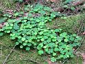 2010-06-12, Uttewalder Grund (24)